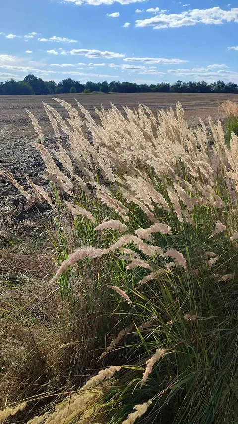 Many stems dry feather grass flower swaying wind field sunny summer day Vertical Stock Footage 297861933