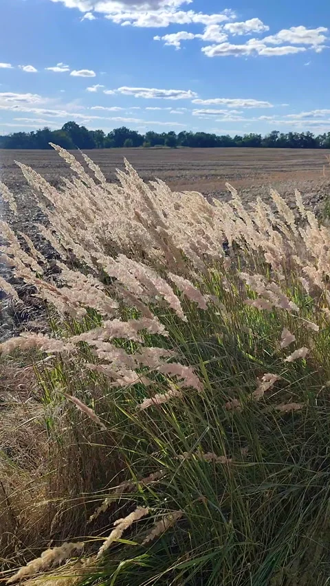 Many stems dry feather grass flower swaying wind field sunny summer day Vertical Stock Footage 297861992