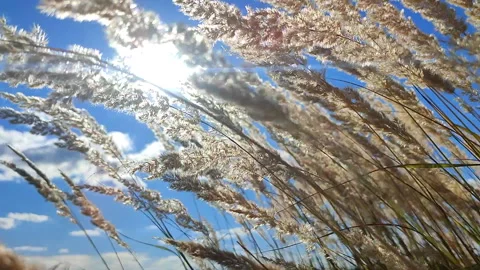 Many stems dry feather grass flowers swaying wind field sunny summer day. Stock Footage 297862470