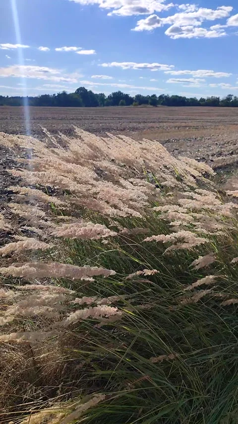 Many stems dry feather grass flower swaying wind field sunny summer day Vertical Video stock 298221756