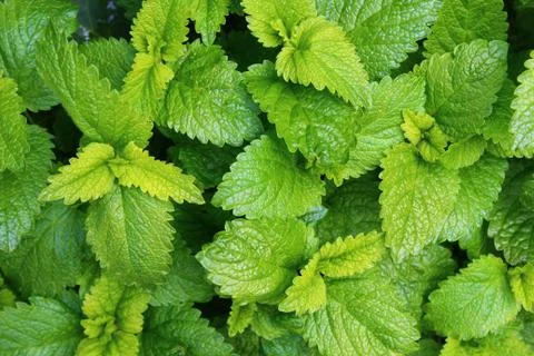 Many stinging nettles Stock Photos