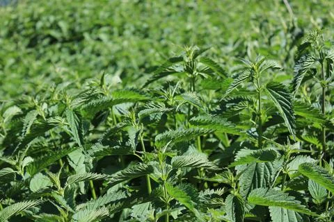 Many stinging nettles Stock Photos