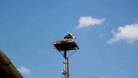 Many stork fly high in the sky Video stock 99514772