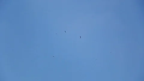 Many stork fly high in the sky Stock-Footage 99514978