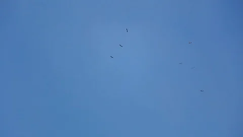 Many stork fly high in the sky Video stock 99515141