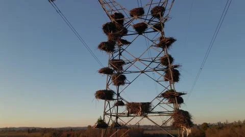 Many stork nests Stock Footage 172455386