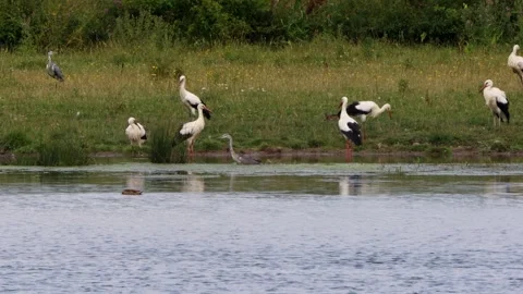 Many storks on a lake 4k 25fps video Stock-Footage 280269317