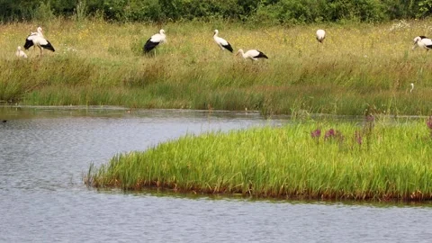 Many storks on a lake 4k 30fps video Stock-Footage 280269382