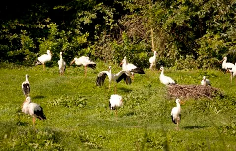 Many storks on meadow Stock Photos