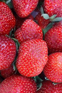 Many Strawberry Stock Photos