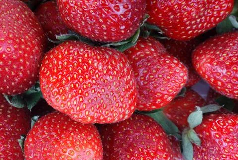 Many Strawberry Stock Photos