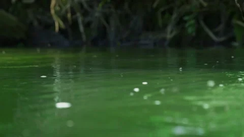 Many summer midges fly over the green fast river. Stock Footage 196951629