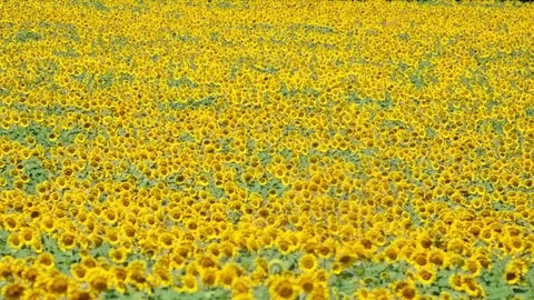 Many sunflowers field Sunflower stems swaying in the breeze Video stock 75972722