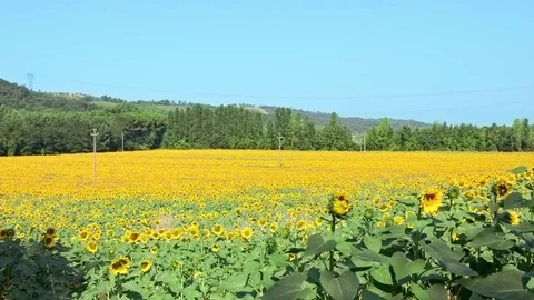 Many sunflowers field Sunflower stems swaying in the breeze Video stock 75972769