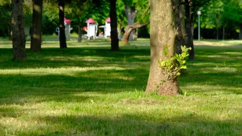 Many swallows fly fast very close to grass ground. Video stock 196504655