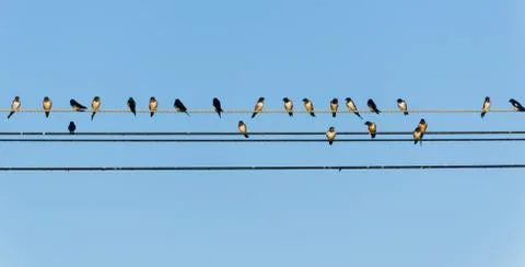 Many swallows on a wire Foto stock