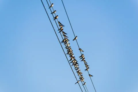 Many swallows on a wire Stock Photos