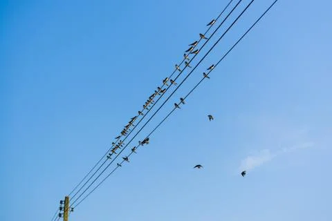 Many swallows on a wire Stock Photos