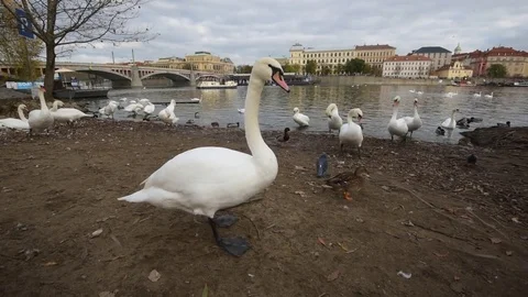 Many swans in the city Stock Footage 82943582