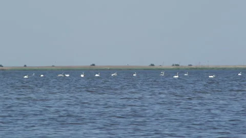 Many swans 库存影片 91330255