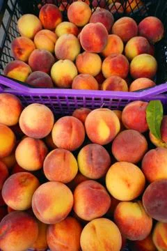 Many sweet peach fruits background Stock Photos