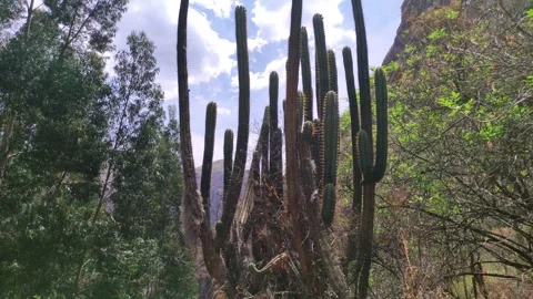 Many tall cacti in a forest in Peru near Cusco, Peru. Stock Footage 288498244