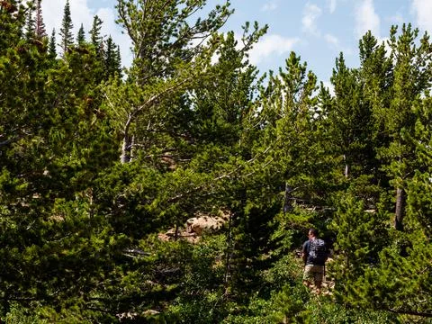 Many tall pine trees in the evening light. Stock Photos
