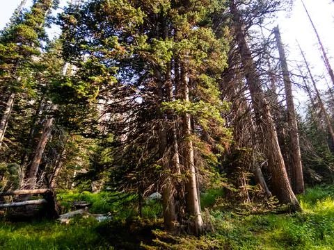 Many tall pine trees in the evening light. Stock-Fotos