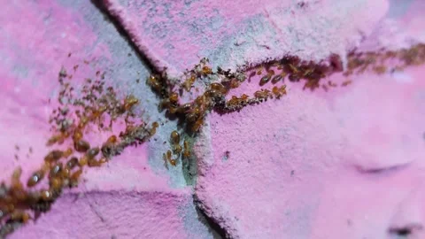 Many termites are creating paths to reach their food destination: wood Stock-Footage 257892000