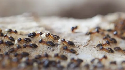 Many termites are walking on trees Video stock 150076172