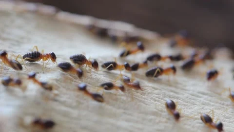 Many termites are working. Video stock 149542570