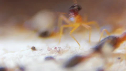 Many termites are working. Video stock 149542573