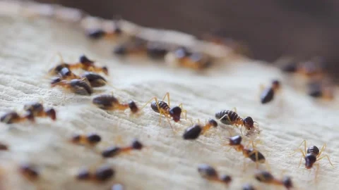Many termites are working. Video stock 149542584