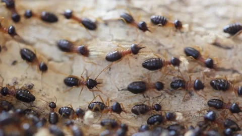 Many termites are working. Video stock 149542593