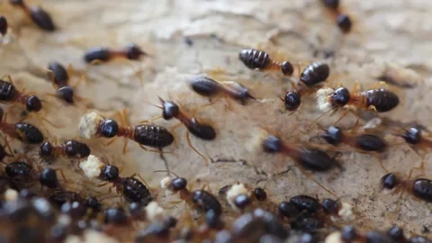 Many termites are working. Video stock 149542615