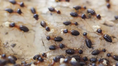 Many termites are working. Video stock 149542617
