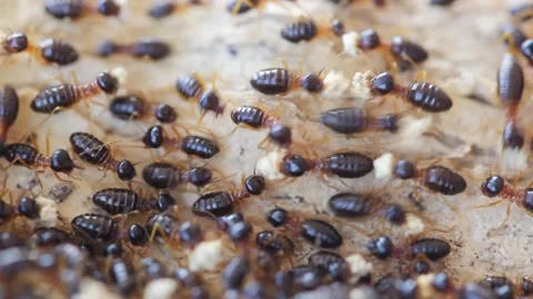 Many termites are working. Video stock 149542658
