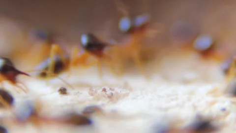 Many termites are working. Video stock 149544827