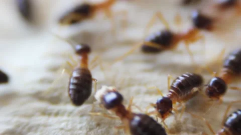Many termites are working. Video stock 149544833