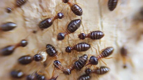 Many termites are working. Video stock 149544847
