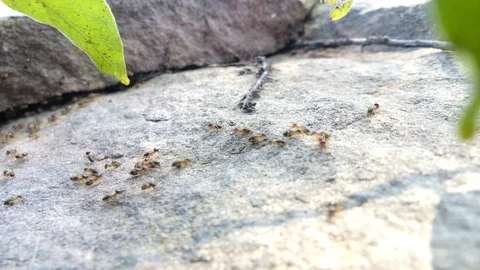 Many termites walk on large rocks in the forest. 스톡 동영상 110126278