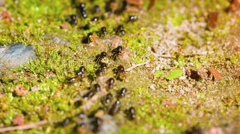Many Terrestrial Termites marching in Formation. Video UltraHD Stock Footage 60794189