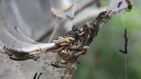 Many terrible caterpilars on a tree Stock Footage 64693651