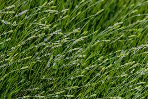 Many thin lavender branches in small flowers. Foto stock