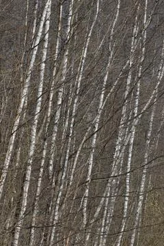 Many thin trunks of birches in a forest Stock Photos