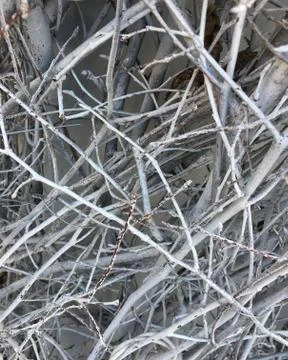 Many thin white branches Stock Photos