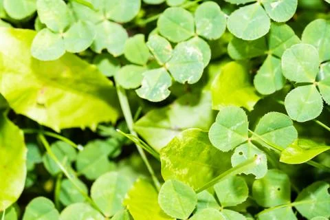 Many three-leaf clovers in grass Foto stock