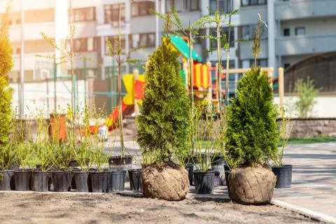 Many thujas tree with burlapped root ball prepared for planting in city park  Foto stock