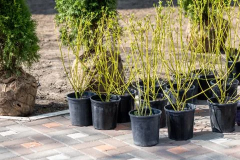 Many thujas tree with burlapped root ball prepared for planting in city park  写真素材