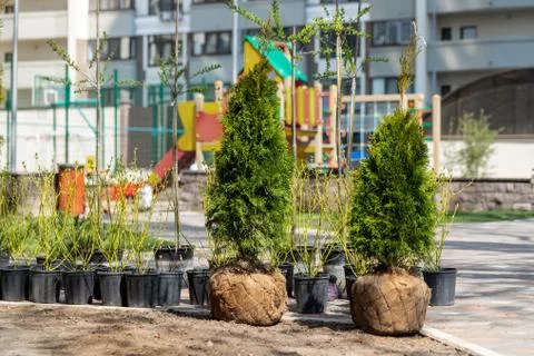 Many thujas tree with burlapped root ball prepared for planting in city park  Fotos de archivo
